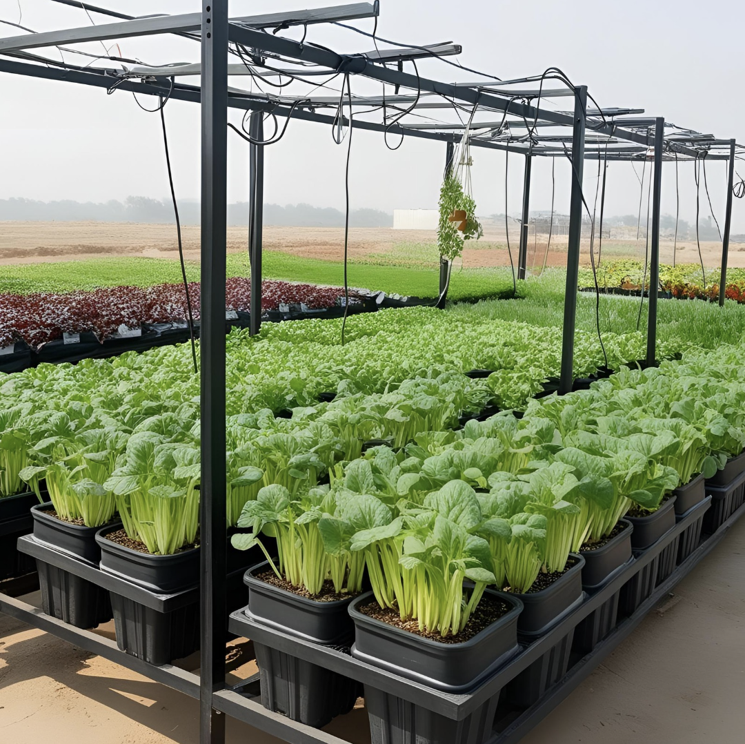 Commercial Nursery